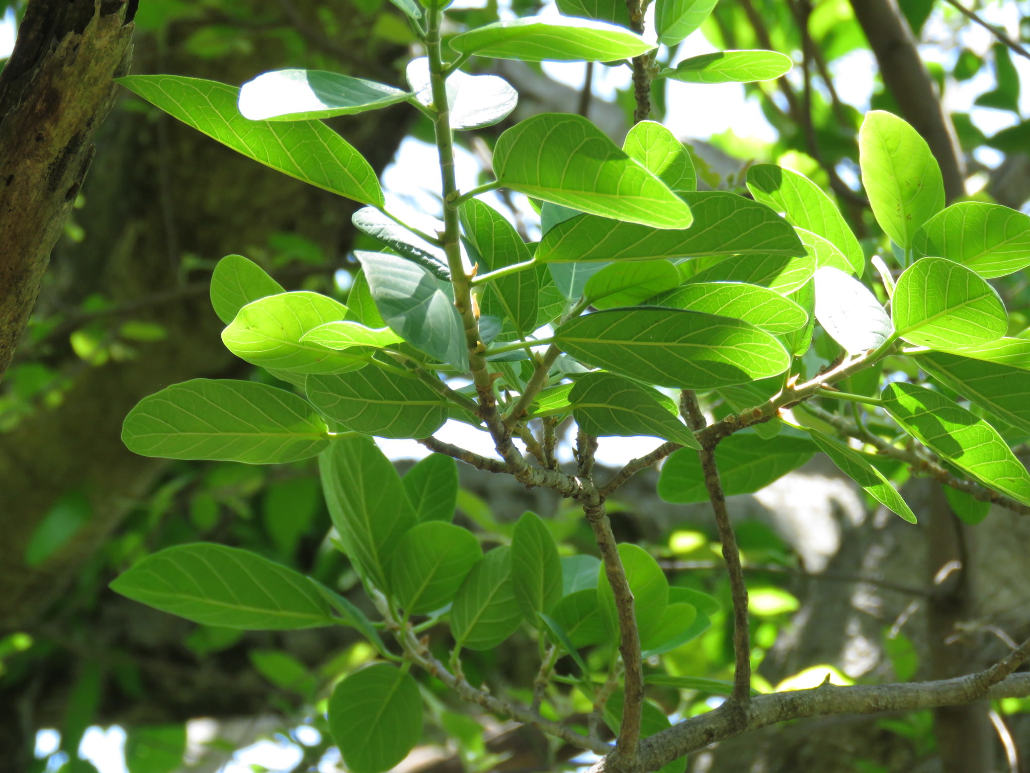 Ficus cotinifolia